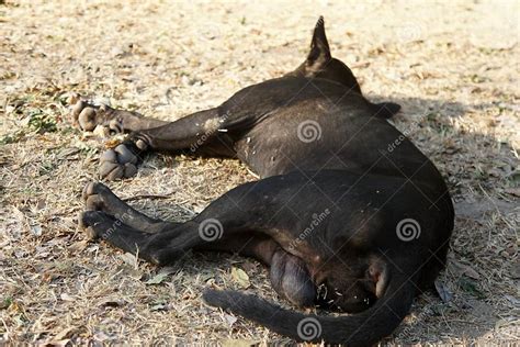 A Black Dog Sleeping On The Ground The Dog Shows The Testicles Stray