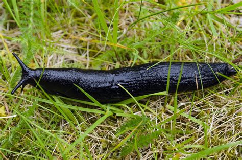Big Black Slug Stock Photo Containing Black And Slug High Quality
