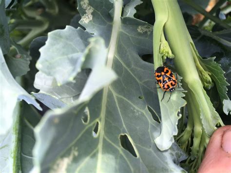 Scouting Harlequin Bugs On Broccoli Fruit Vegetable And Specialty Crop News