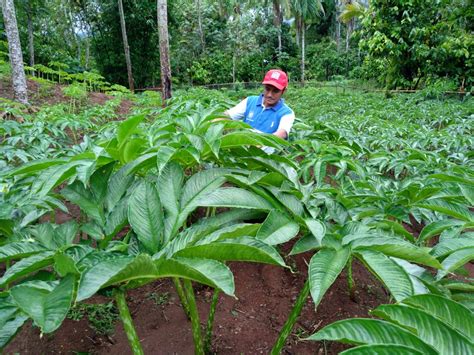 Budidaya Tanaman Porang yang Sedang Naik Daun - Berdesa