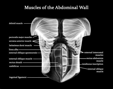 Muscles Of The Abdominal Wall Art Print Poster Medical