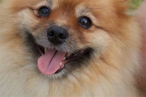 14 Signs Youre A Crazy Pomeranian Person And Damn Proud To Be