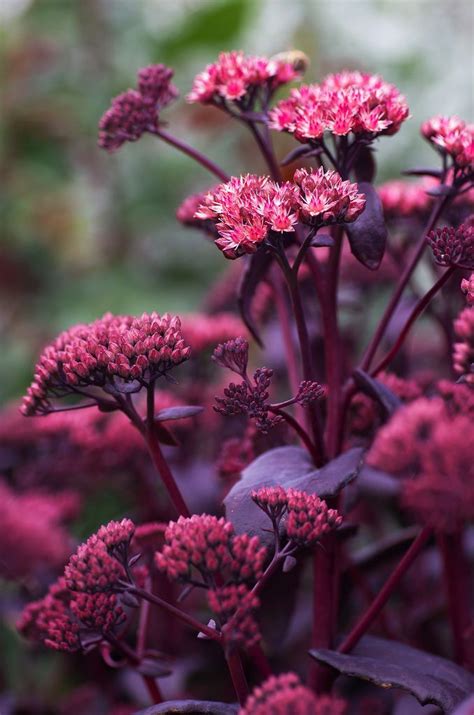 Check spelling or type a new query. Pin on Black Walnut tolerant plants