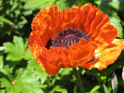 Dia pun menulis sindiran untuk warganet yang masih meributkan keyakinannya melalui akunnya di. 11+ Gambar Bunga Poppy Hd - Galeri Bunga HD