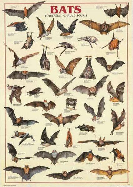 Tierspuren Abbildungen : Tierspuren Stock Illustrationen ...