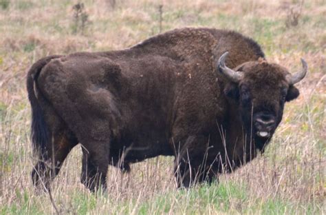 European Bison Male Bialowieza Poland Bison Visent Wisent