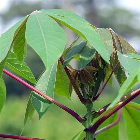 Cassava Leaves High Quality Cassava Leaf For Salevietnam Price