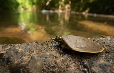 Eastern Spiny Softshell Turtle Apalone Spinifera Aspera Flickr