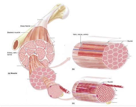 Skeletal Muscle Structure Quiz