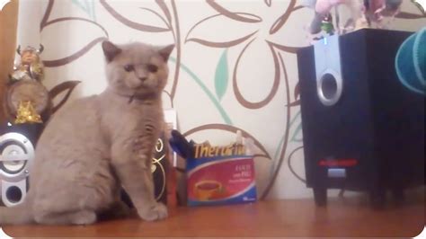 Rave Dancing Kitty Cat Vs Subwoofer Youtube