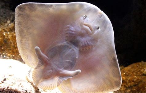 Baby Manta Ray The Ocean Pinterest Babies And Manta Ray