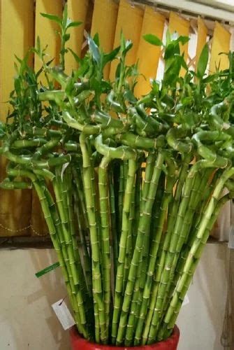Well Watered Spiral Bamboo Plants At Rs 300 In Bengaluru Id 16686042612