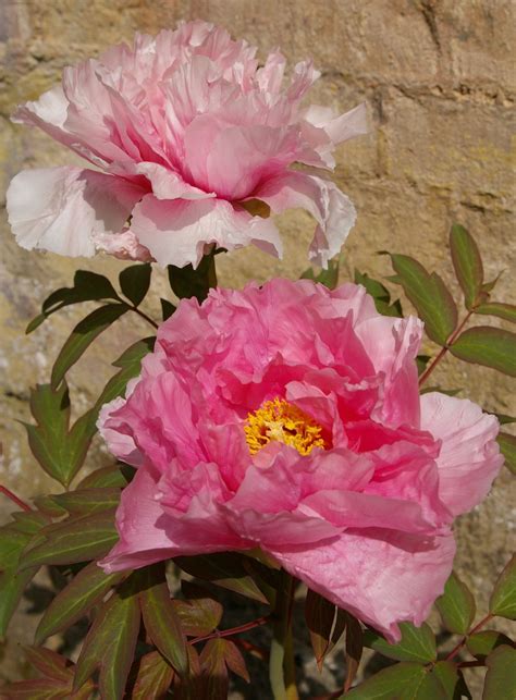 Paeonia Japanese Cultivars Trees And Shrubs Online