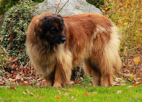 5 Hottest Facts About Giant Leonberger Dog The New Lion