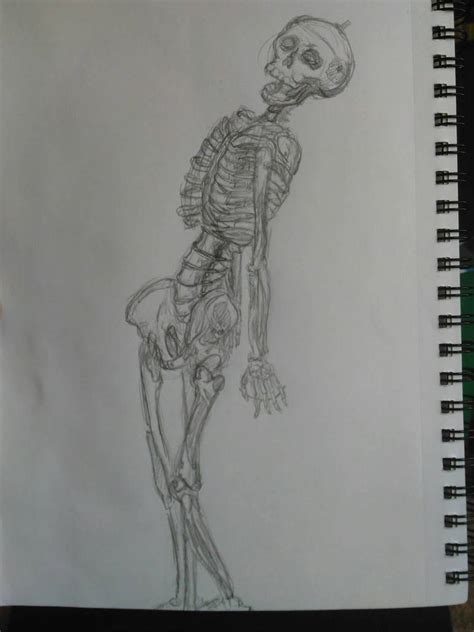Observation Skeleton By Ninetales26 On Deviantart