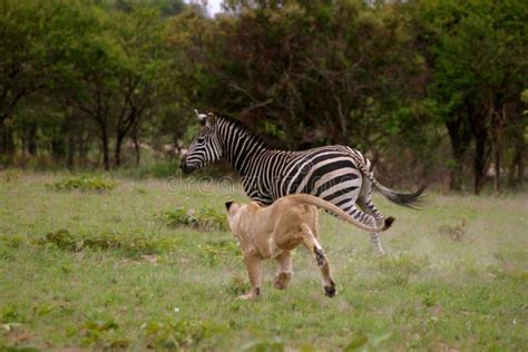 lion hunting zebra stock image image of wildlife mammal 5269669