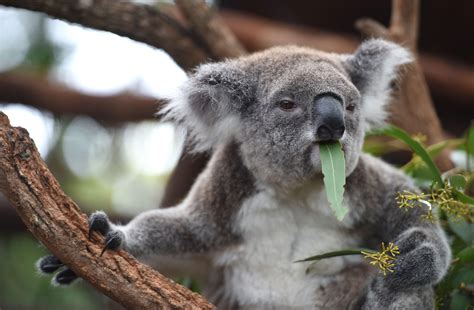 Koala Wallpapers Top Free Koala Backgrounds Wallpaperaccess