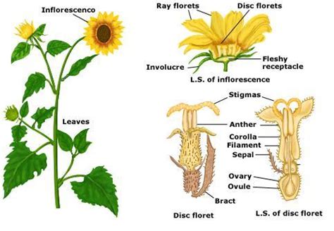 Extreme in case of hazelnuts, and other plant were wind will transport pollen. SCIENCE YEAR 3 (PLANTS): Part of Sunflower