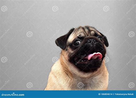 Portrait Of Beautiful Female Pug Dog With Protruding Tongue Stock Photo