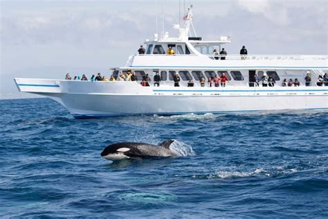 Vancouver Whale Watching Cruise How Much Does It Cost