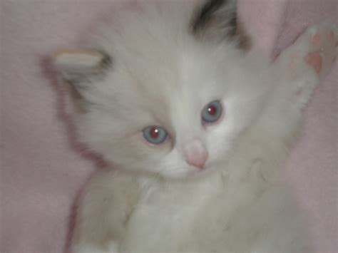 Cat Photos- just for fun. All of these babies have homes.