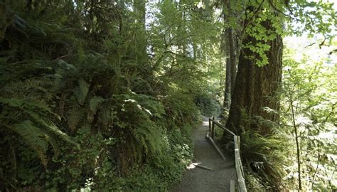 How Do Animals Adapt To The Temperate Rainforest Sciencing