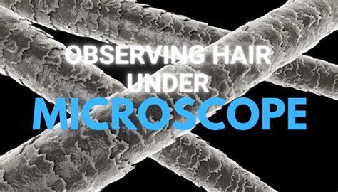 What Does Hair Look Like Under A Microscope Microscope Club