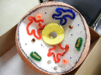 Plant & animal cell model supplies and resources i've put together an amazon idea list that has everything you need to build any type of cell model there are pros and cons to each type of project. How Can You Make a Model of a Cell?