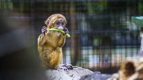 Photography Of A Baby Monkey Eating Vegetable · Free Stock Photo