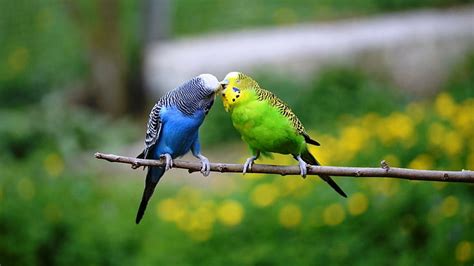 Hd Wallpaper Birds Budgerigar Animal Budgie Kiss Parakeet