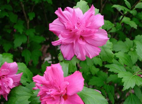 The rose of sharon ( hibiscus syriacus ) is best known for its large, highly ornamental flowers, which come in a range of colors. Althea- Rose of Sharon