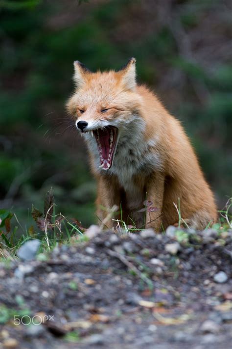 Wild Ezo Red Fox In Shiretoko Hokkaido Dog Anatomy Fox Cute Animal