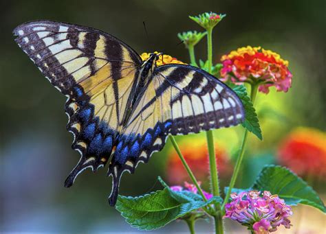 Tiger Swallowtail Butterfly Photograph By Mark Chandler Fine Art America
