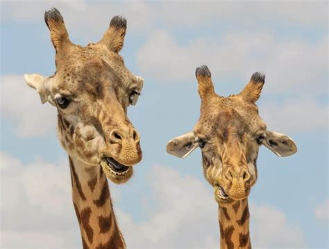 Do Giraffes Have Horns? – Worldwide Nature