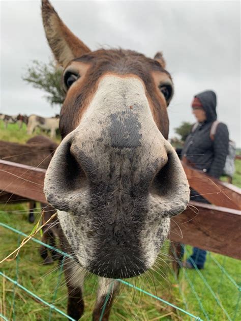 Donkey Nose The Donkey Donkey Animals