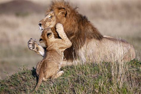 Heartwarming Photos Of Lion Dad And Cub Embracing Reveal Gentle Side Of King Of The Savanna