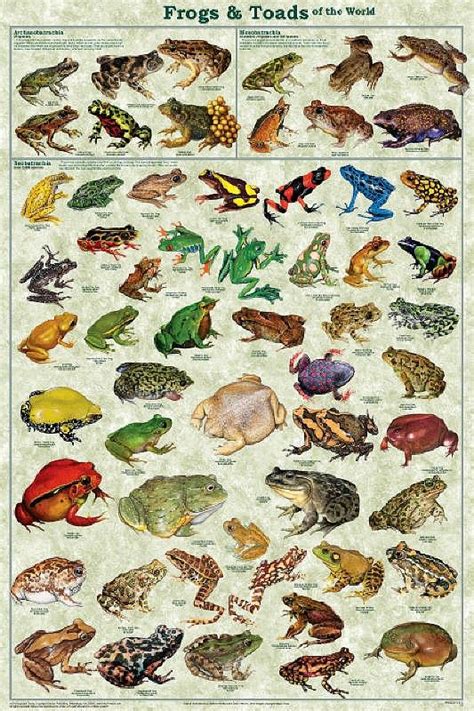 Laminated Frogs And Toads Amphibian Identification Chart Frog And Toad