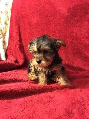 Add your artistic touch to our rescue dogs. Very Cute Yorkie Puppies FOR SALE ADOPTION from ...