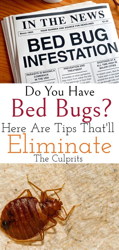 How To Prevent And Eliminate Bed Bugs In 2021 Bed Bugs Rid Of Bed