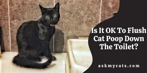 Is It Ok To Flush Cat Poop Down The Toilet