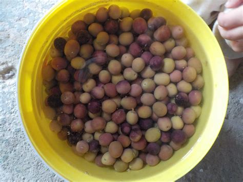 Comment Faire Pour Rendre Les Olives Comestibles - Comment Faire La Saumure Pour Les Olives Noires