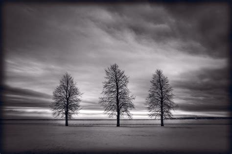 Three Trees Photograph By Steve Gadomski Fine Art America