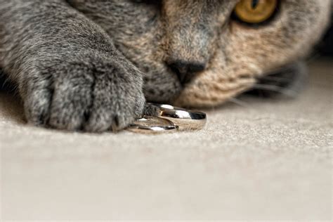 Pin By Kevin Brown Photography Wedd On Wedding Rings Animals Cats