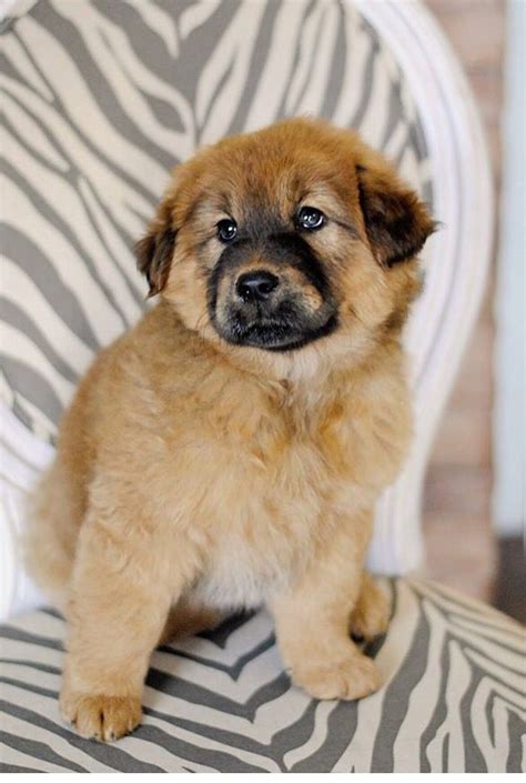 Luckily, golden retrievers and german shepherds have similar temperaments. German shepherd/golden retriever mix puppy | Golden ...