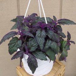 The oregano plant needs special care for a person to grow and take care of. Purple Passion Plant, Purple Passion Vine, Velvet Plant ...