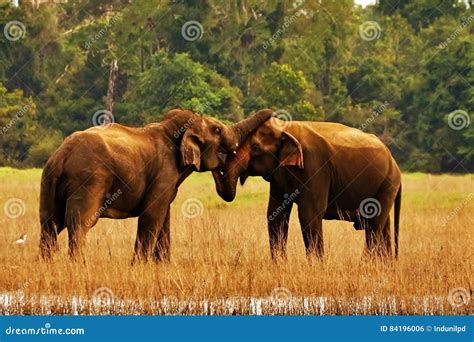 Elephants In Love Stock Photo Image Of Forest Love 84196006