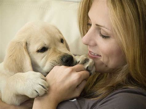 10 Puntos Para Ser Un Dueño Responsable De Tu Perro Puppies Tips Baby
