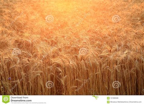 Close Up Of A Field With Golden Ripening Wheat Back