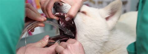 Read no further and call us right away! Endotracheal Intubation - Yes, Veterinary Nurses can learn ...
