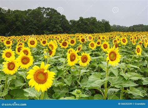 Maryland Sunflower Field Mckee Beshers Maryland Stock Image Image Of